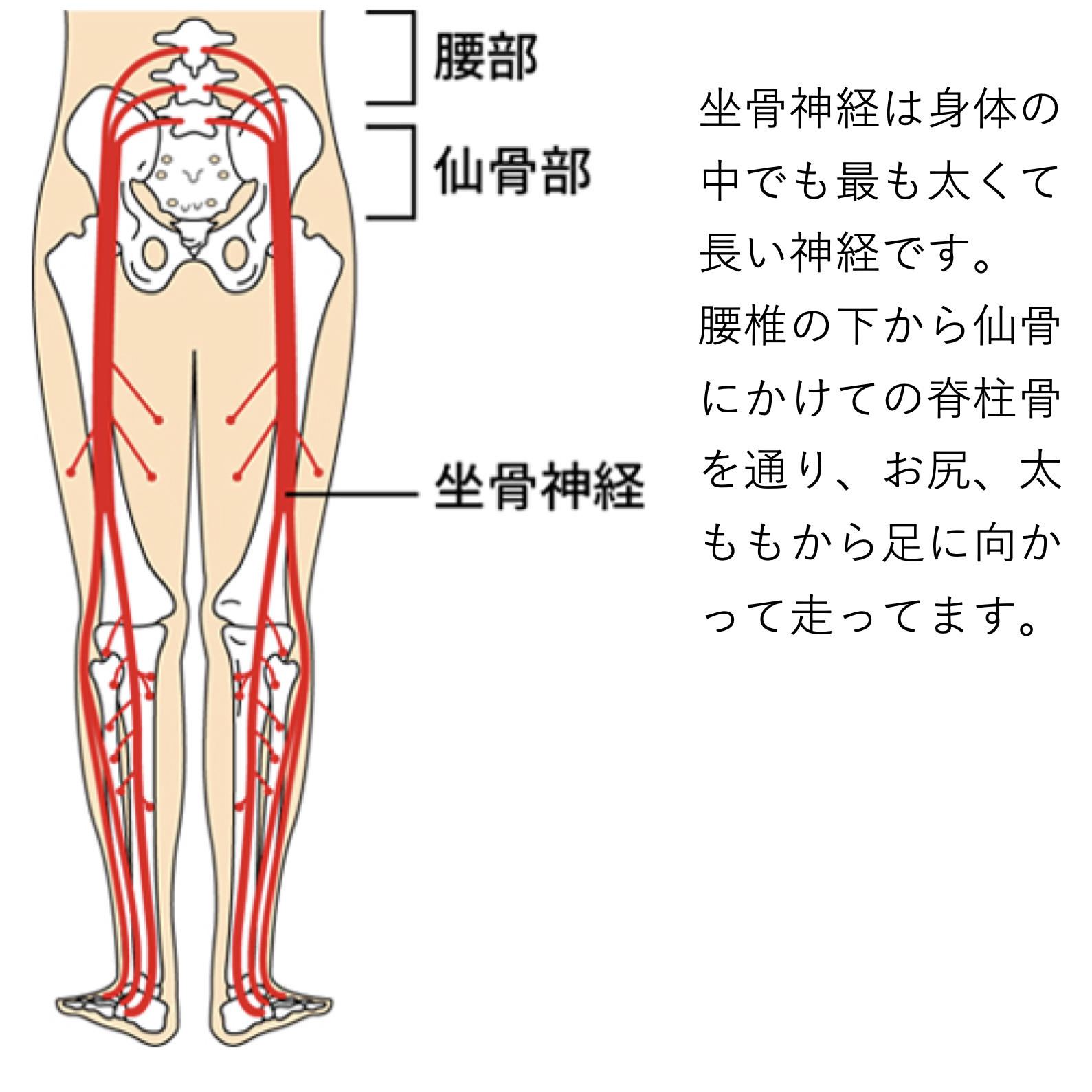 坐骨神経痛は治るのか?〜昭和区、ひとしお整体〜 | ひとしお整体