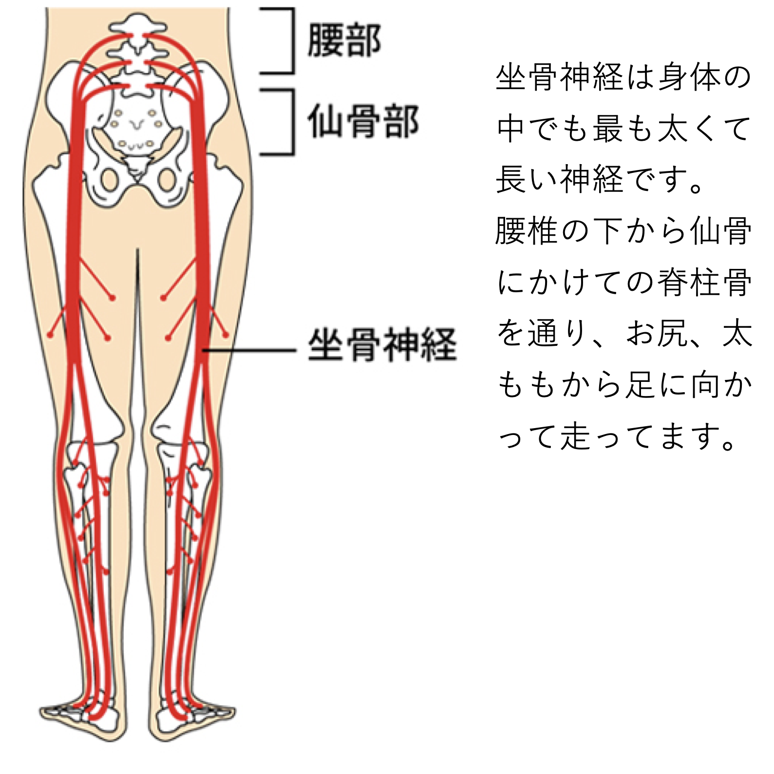 坐骨神経痛は治るのか？〜昭和区、ひとしお整体〜 ｜ ひとしお整体